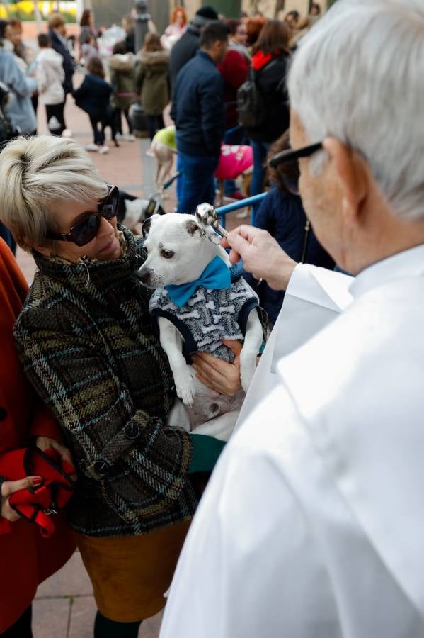 Las mascotas de Molina reciben la bendición de San Antón.