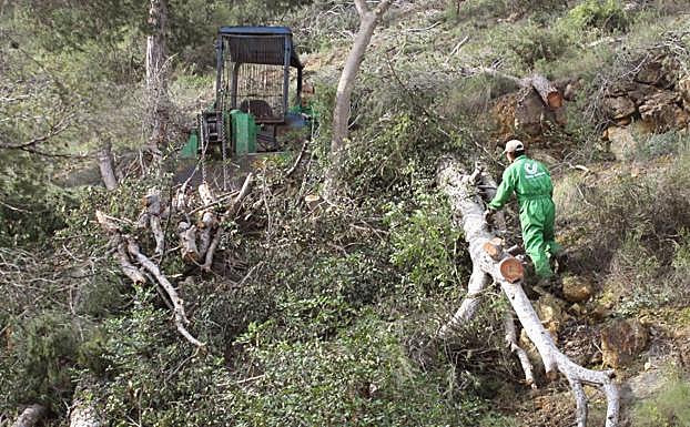 Trabajos de silvicultura llevados a cabo en el Parque Regional de El Valle. 
