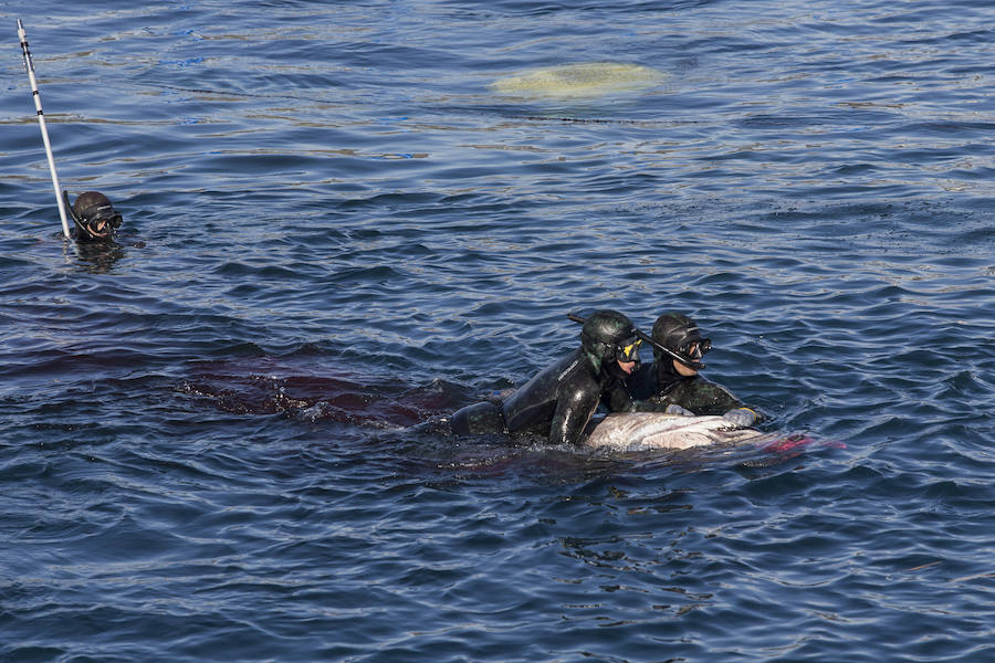 Japón 'pesca' por toneladas el atún que cría en aguas de la Región de Murcia