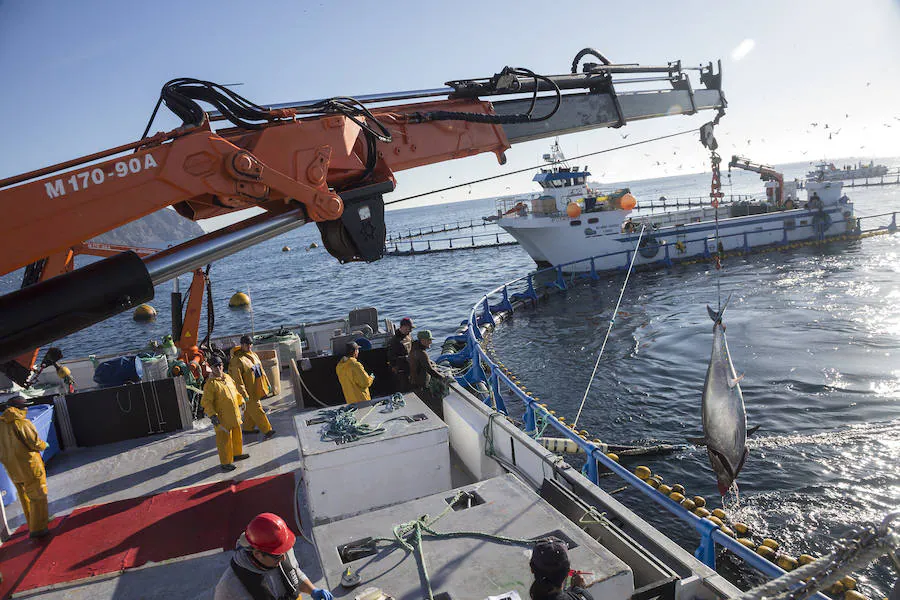 Japón 'pesca' por toneladas el atún que cría en aguas de la Región de Murcia