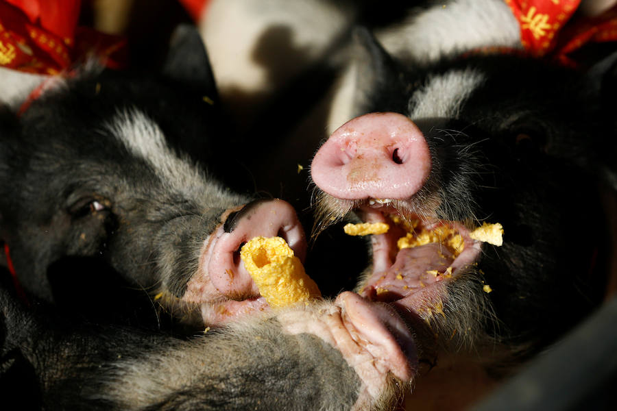 La danza del león es una característica común para traer buena fortuna, prosperidad, buena suerte a las empresas y ahuyentar a los espíritus malignos durante el Año Nuevo Lunar que se celebra el 5 de febrero de este año.