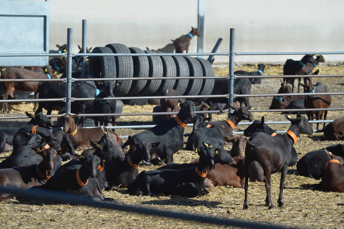 El consejero de Agua, Agricultura y Ganadería, Miguel Ángel del Amor, ha visitado la granja caprina Kpra de Mula que es la más grande de la Región con 3.500 cabras de la raza murciano-granadina