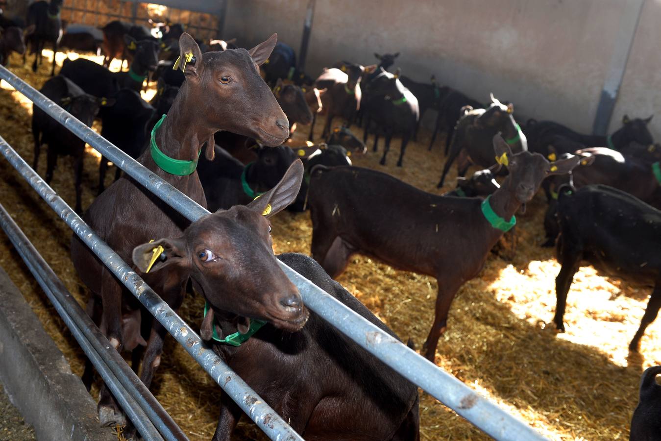 El consejero de Agua, Agricultura y Ganadería, Miguel Ángel del Amor, ha visitado la granja caprina Kpra de Mula que es la más grande de la Región con 3.500 cabras de la raza murciano-granadina