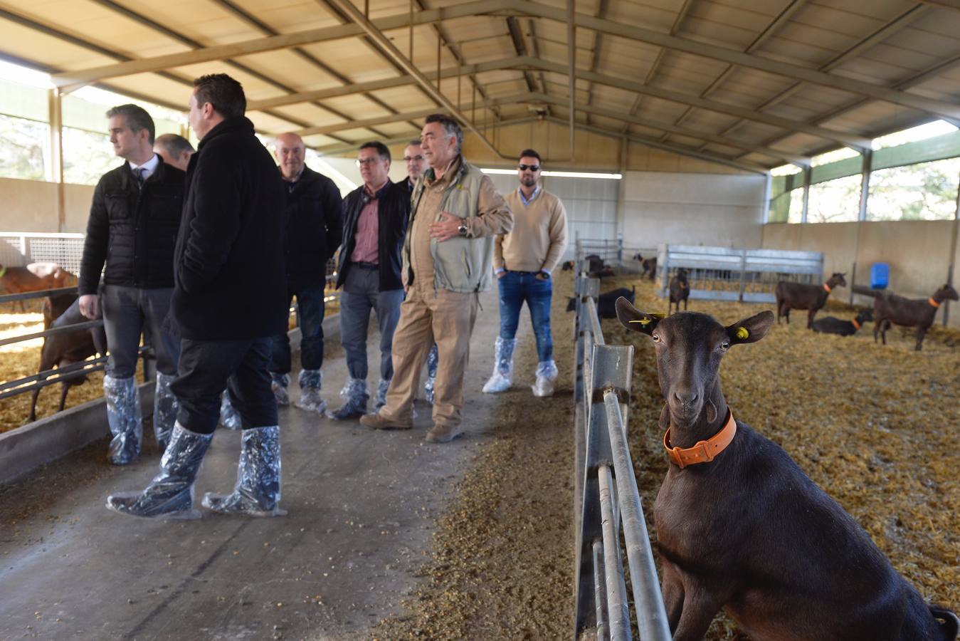 El consejero de Agua, Agricultura y Ganadería, Miguel Ángel del Amor, ha visitado la granja caprina Kpra de Mula que es la más grande de la Región con 3.500 cabras de la raza murciano-granadina