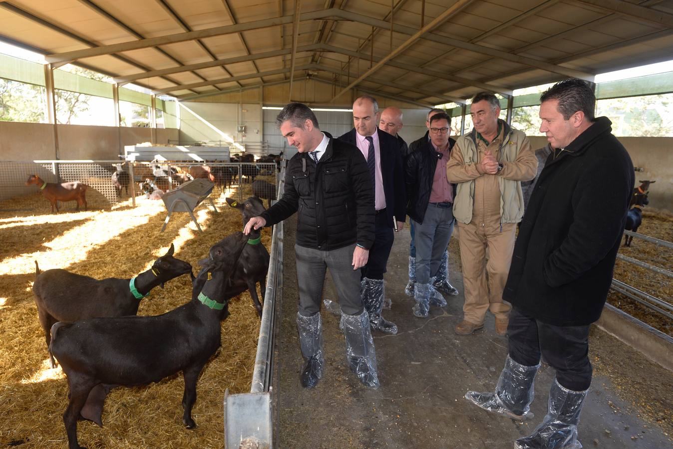 El consejero de Agua, Agricultura y Ganadería, Miguel Ángel del Amor, ha visitado la granja caprina Kpra de Mula que es la más grande de la Región con 3.500 cabras de la raza murciano-granadina