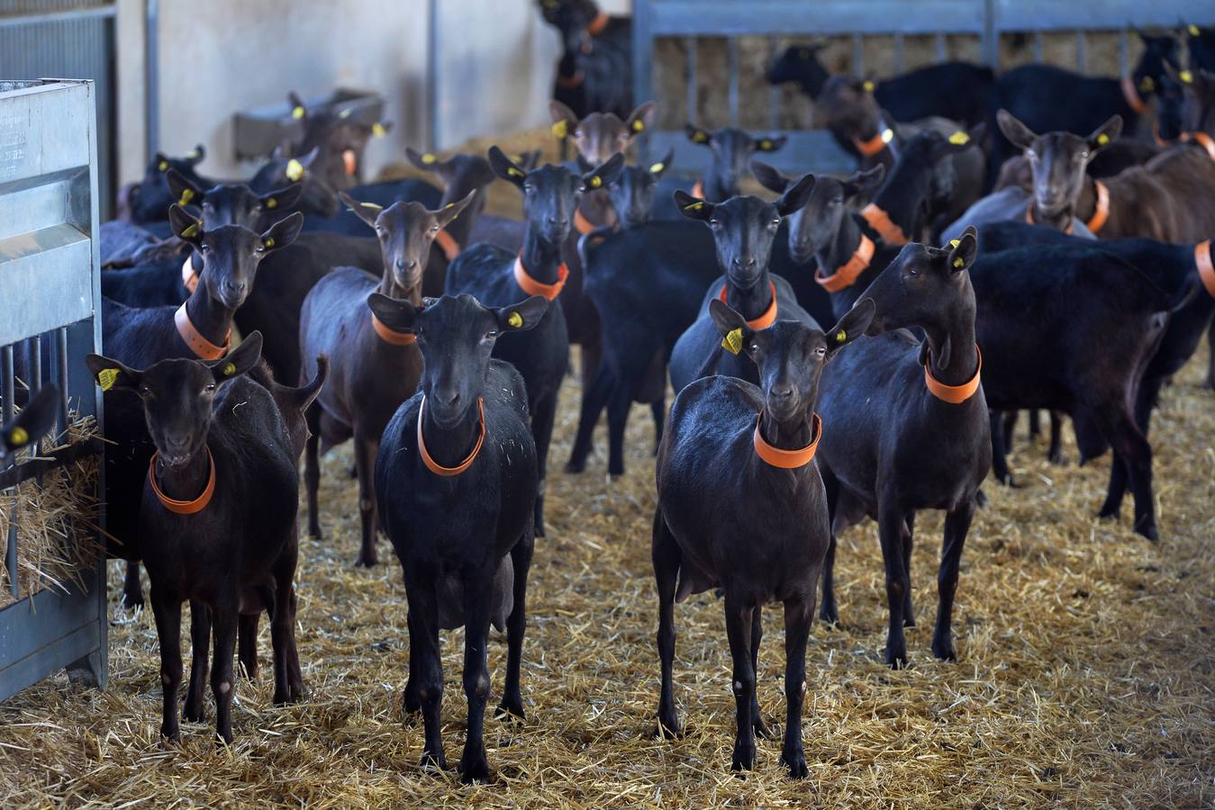 El consejero de Agua, Agricultura y Ganadería, Miguel Ángel del Amor, ha visitado la granja caprina Kpra de Mula que es la más grande de la Región con 3.500 cabras de la raza murciano-granadina