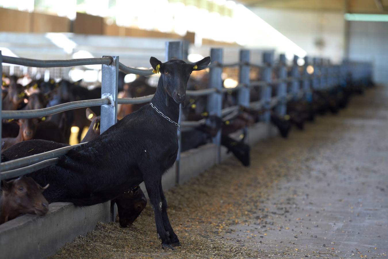 El consejero de Agua, Agricultura y Ganadería, Miguel Ángel del Amor, ha visitado la granja caprina Kpra de Mula que es la más grande de la Región con 3.500 cabras de la raza murciano-granadina