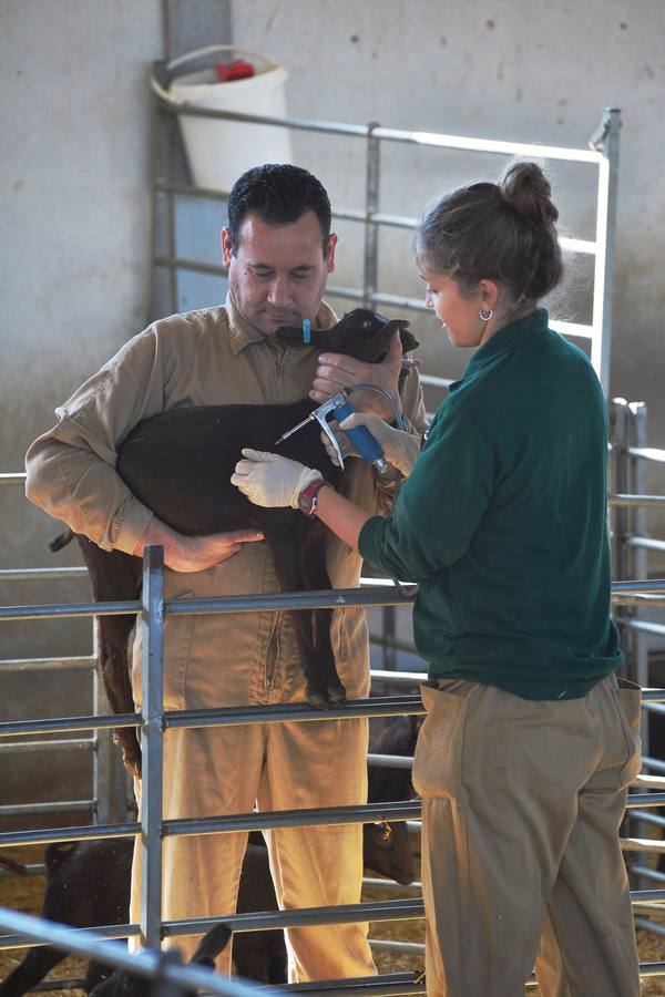 El consejero de Agua, Agricultura y Ganadería, Miguel Ángel del Amor, ha visitado la granja caprina Kpra de Mula que es la más grande de la Región con 3.500 cabras de la raza murciano-granadina