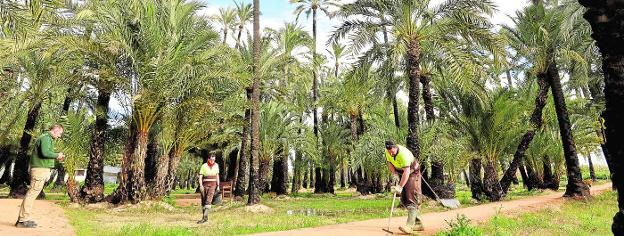 Empleados de jardinería trabajaban ayer en el palmeral de Santiago y Zaraíche, que se incorporará a una ruta turística internacional, tras la visita que realizó a este espacio el alcalde de Murcia. 