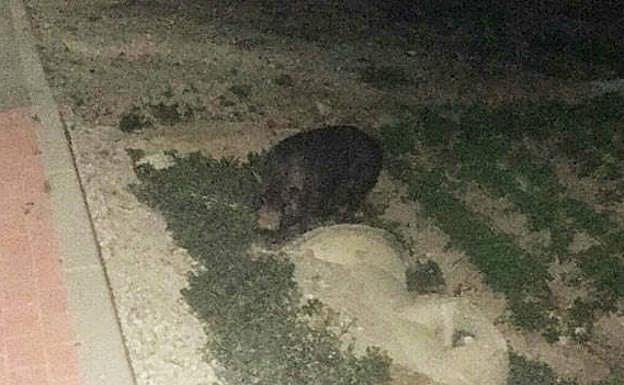 El animal, momentos antes de su rescate.