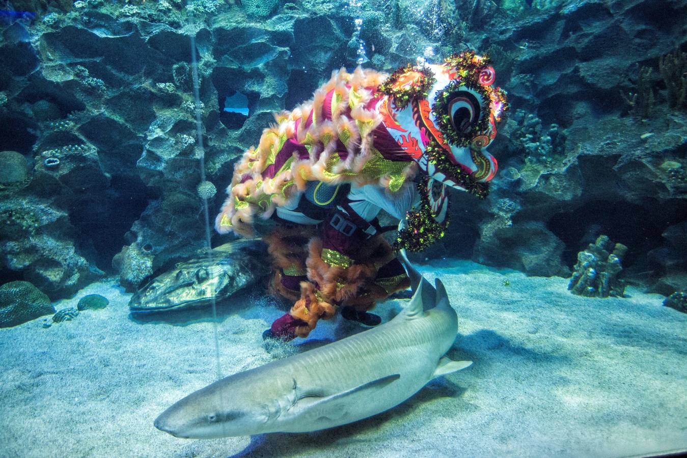 Varios artistas realizan la danza del león dentro y fuera del acuario 'Aquaria KLCC' previo a la próxima celebración del Año Nuevo Chino, en Kuala Lumpur (Malasia). El Año Nuevo Lunar chino, o Festival de Primavera, que se celebra el 5 de febrero de este año, marcará el Año del Cerdo.