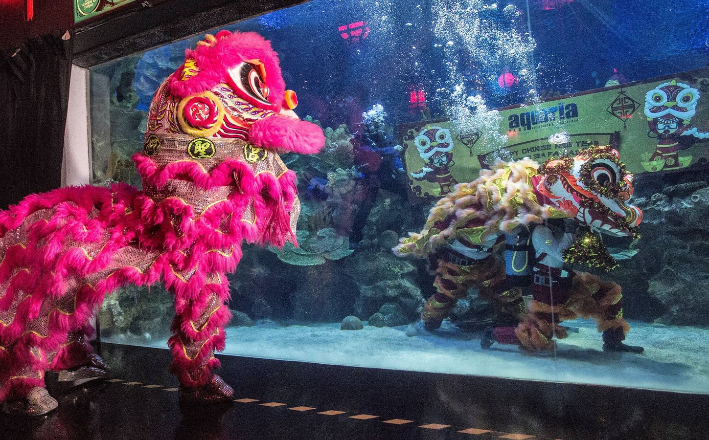 Varios artistas realizan la danza del león dentro y fuera del acuario 'Aquaria KLCC' previo a la próxima celebración del Año Nuevo Chino, en Kuala Lumpur (Malasia). El Año Nuevo Lunar chino, o Festival de Primavera, que se celebra el 5 de febrero de este año, marcará el Año del Cerdo.