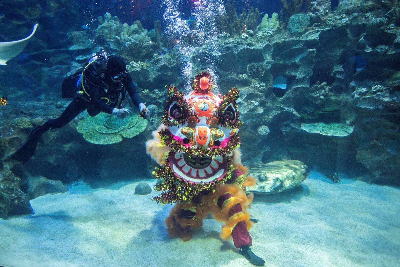 Varios artistas realizan la danza del león dentro y fuera del acuario 'Aquaria KLCC' previo a la próxima celebración del Año Nuevo Chino, en Kuala Lumpur (Malasia). El Año Nuevo Lunar chino, o Festival de Primavera, que se celebra el 5 de febrero de este año, marcará el Año del Cerdo.