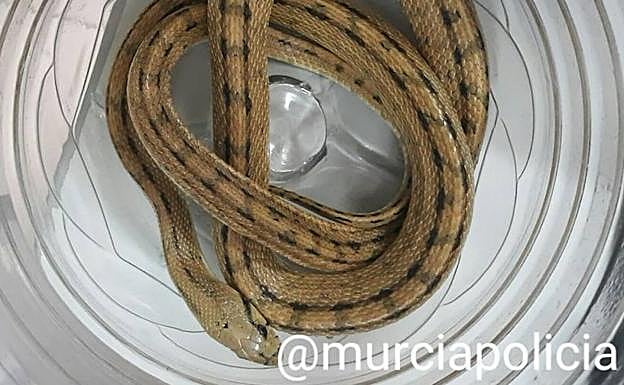 La culebra de escalera encontrada por la Policía Local de Murcia en un parque de Javalí Viejo.