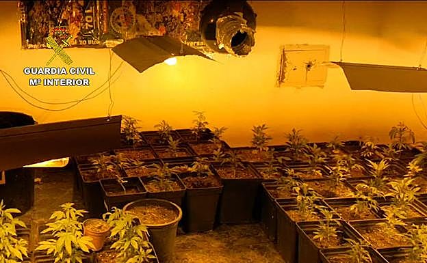 Imagen del invernadero desmantelado por la Guardia Civil.