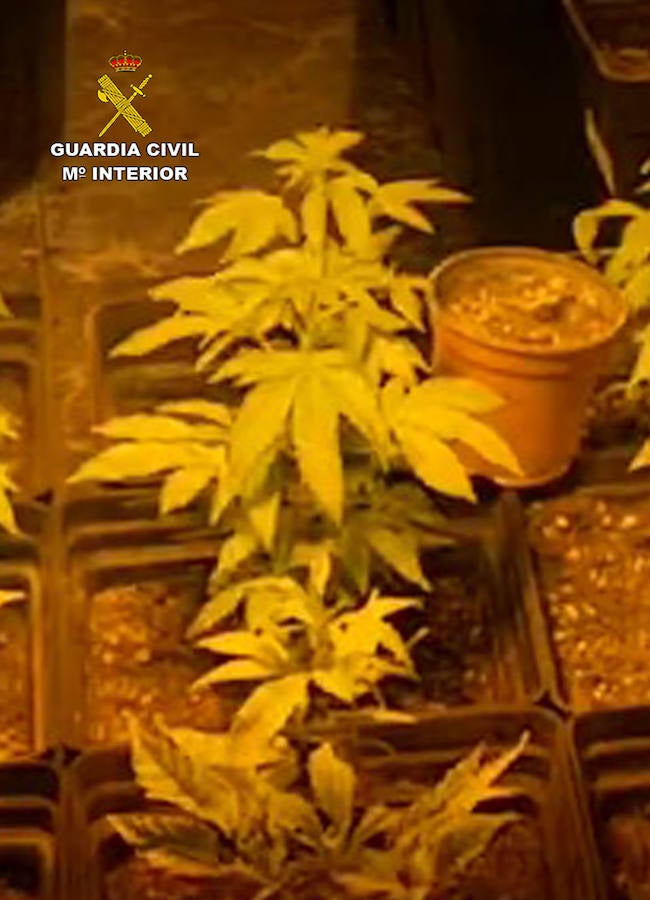 La Guardia Civil desmantela un invernadero clandestino dedicado al cultivo intensivo de marihuana.