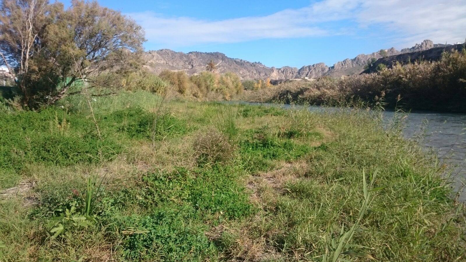 El bosque de galería cubrirá amplios tramos de las riberas del río en pocos años