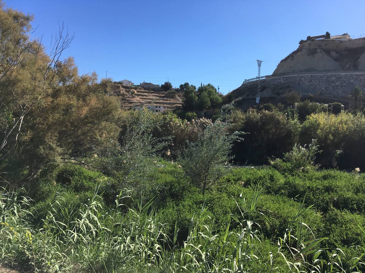 El bosque de galería cubrirá amplios tramos de las riberas del río en pocos años