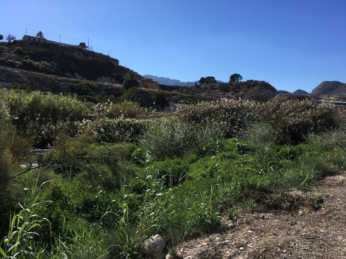El bosque de galería cubrirá amplios tramos de las riberas del río en pocos años