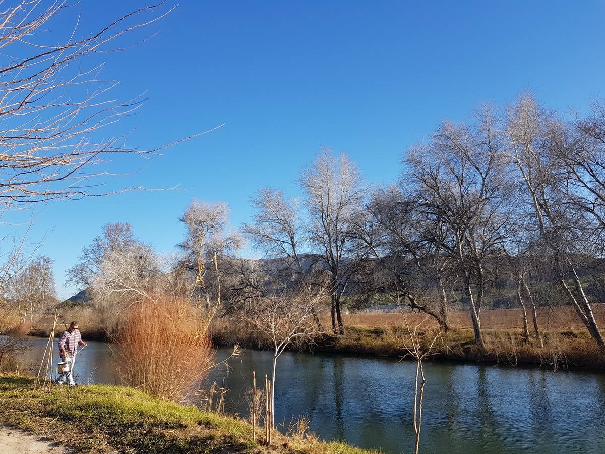 El bosque de galería cubrirá amplios tramos de las riberas del río en pocos años