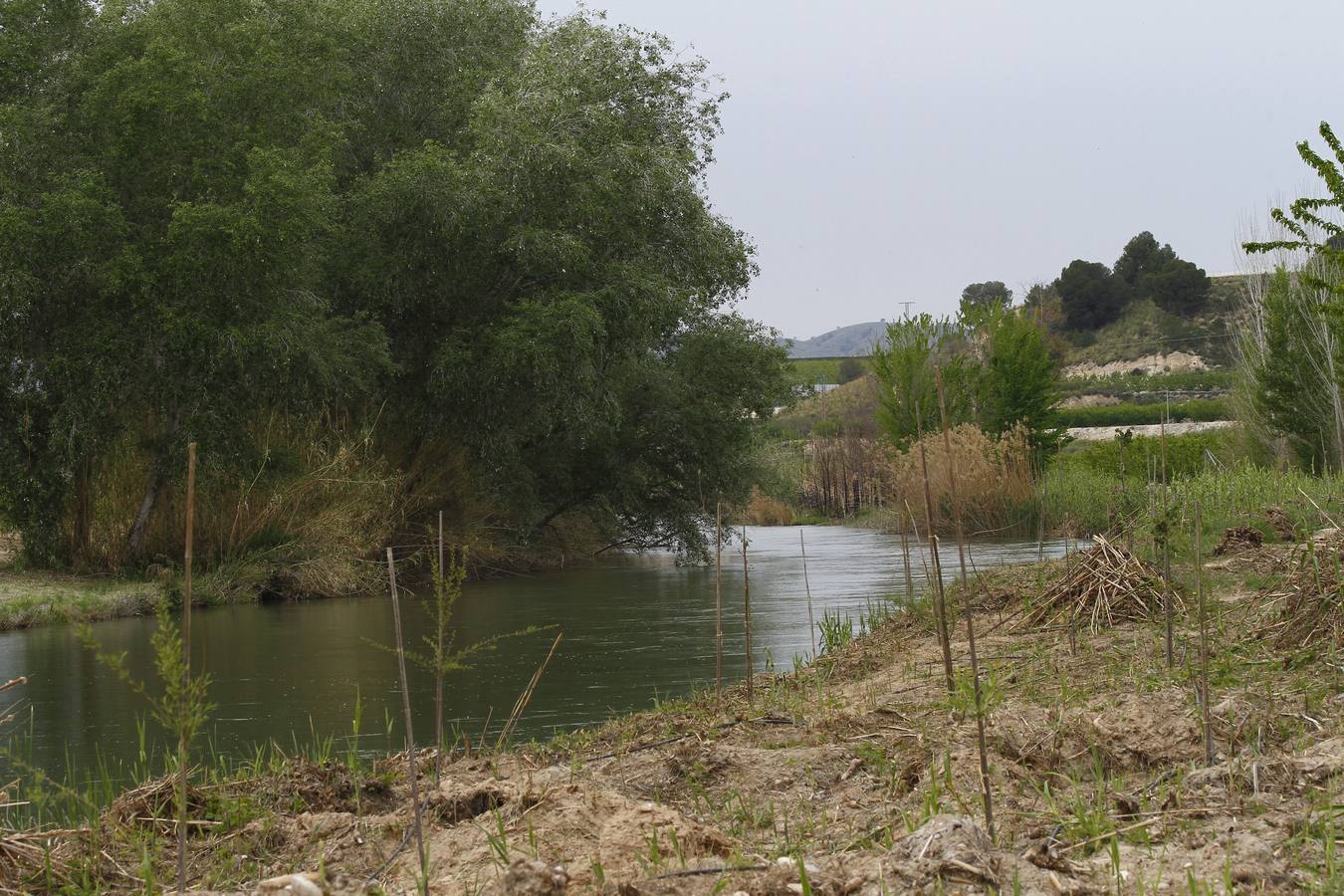 El bosque de galería cubrirá amplios tramos de las riberas del río en pocos años