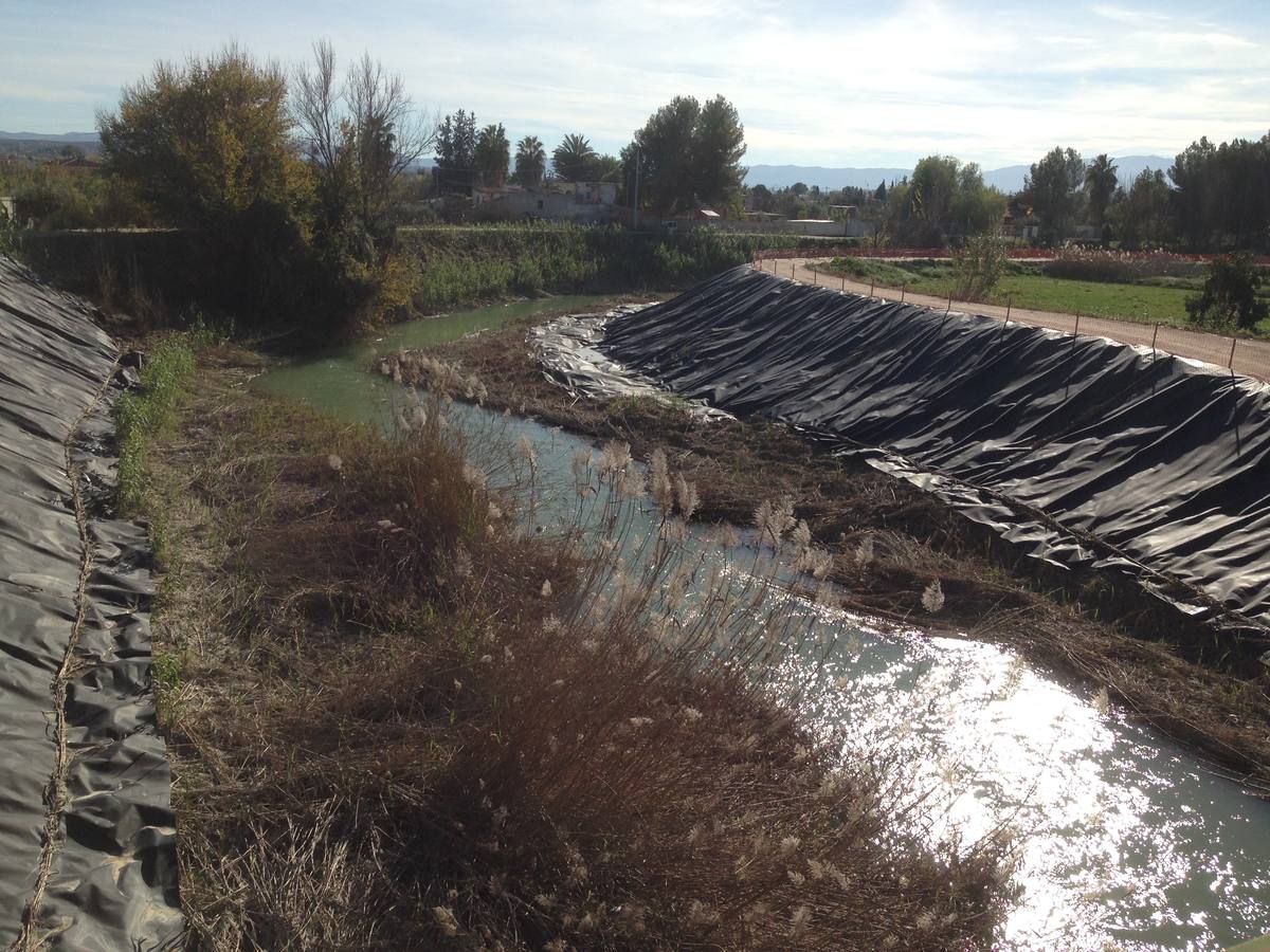 El bosque de galería cubrirá amplios tramos de las riberas del río en pocos años