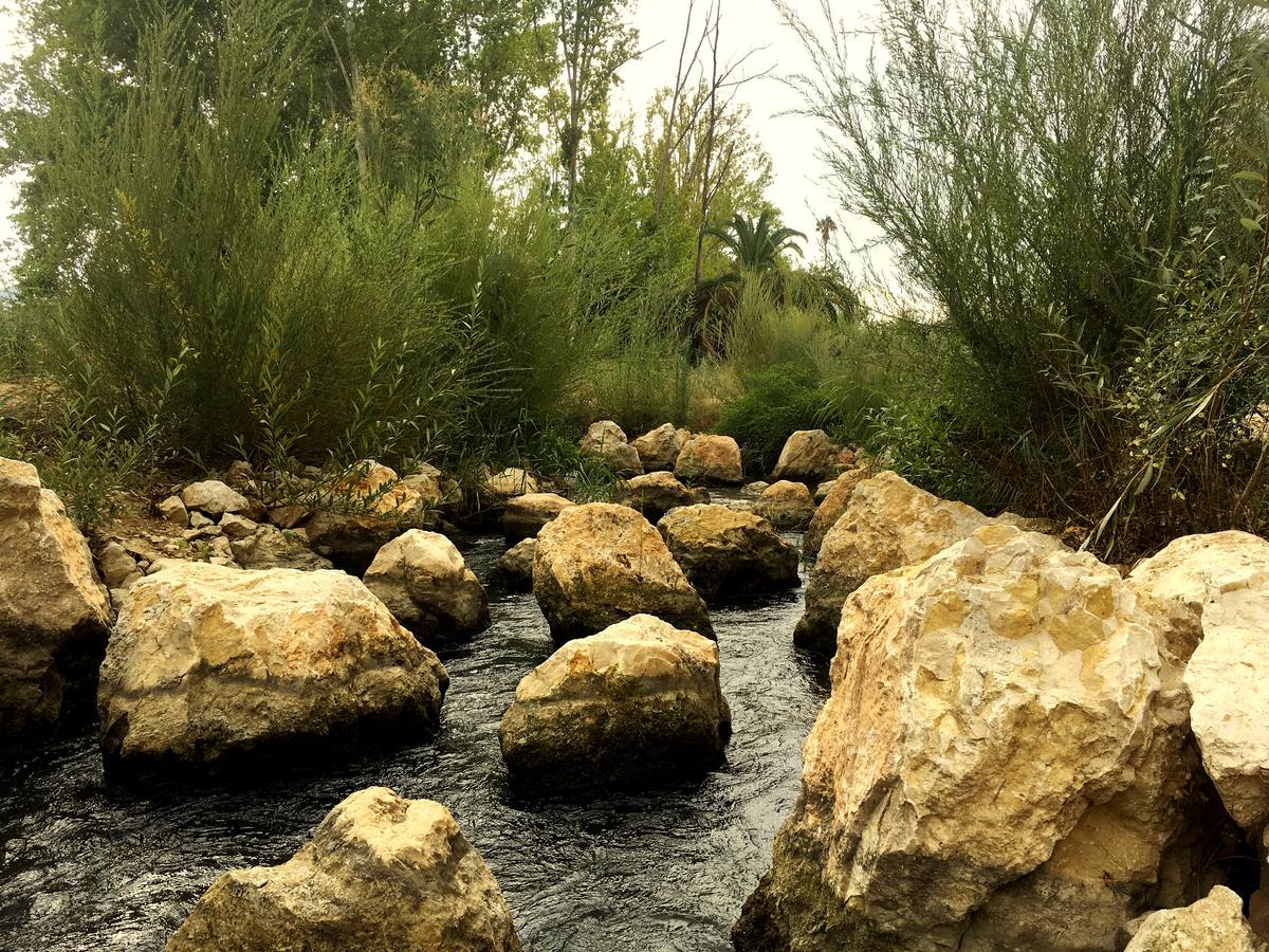 El bosque de galería cubrirá amplios tramos de las riberas del río en pocos años