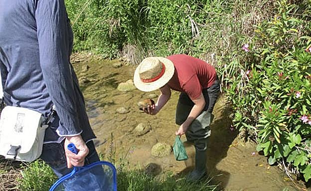 Voluntarios participan en un Bioblitz (búsqueda intensiva de especies) en un riachuelo.