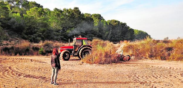 Pilar Sánchez supervisa los trabajos de recuperación de bancales con siembra de cereal en La Tercia. 
