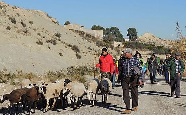 Imagen de archivo de una edición anterior de la Marcha Ganadera por las vías pecuarias de Abarán.