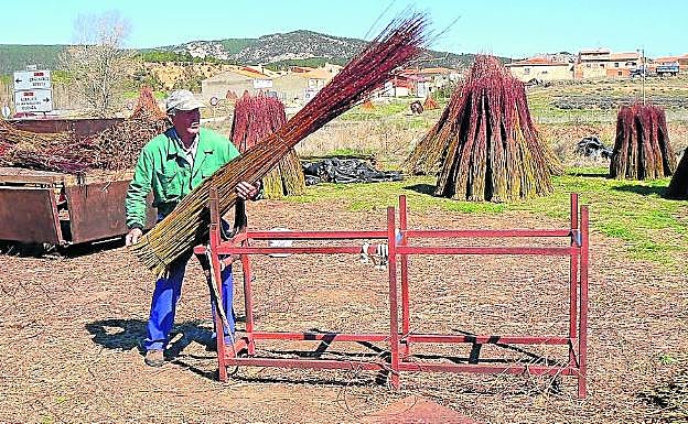 Las ramas se miden y se dejan secar. 