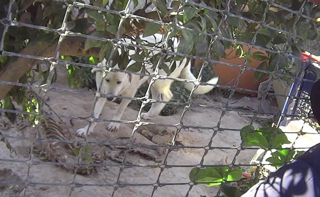 Uno de los perros rescatados este viernes junto al esqueleto de un animal.