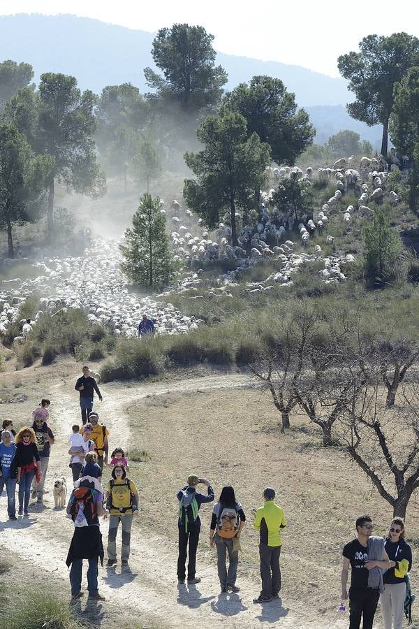 Más de 70 personas participaron el domingo en la VI Marcha Ganadera de Abarán, que discurrió por el Cordel de las Pocicas, en la Sierra de La Pila.