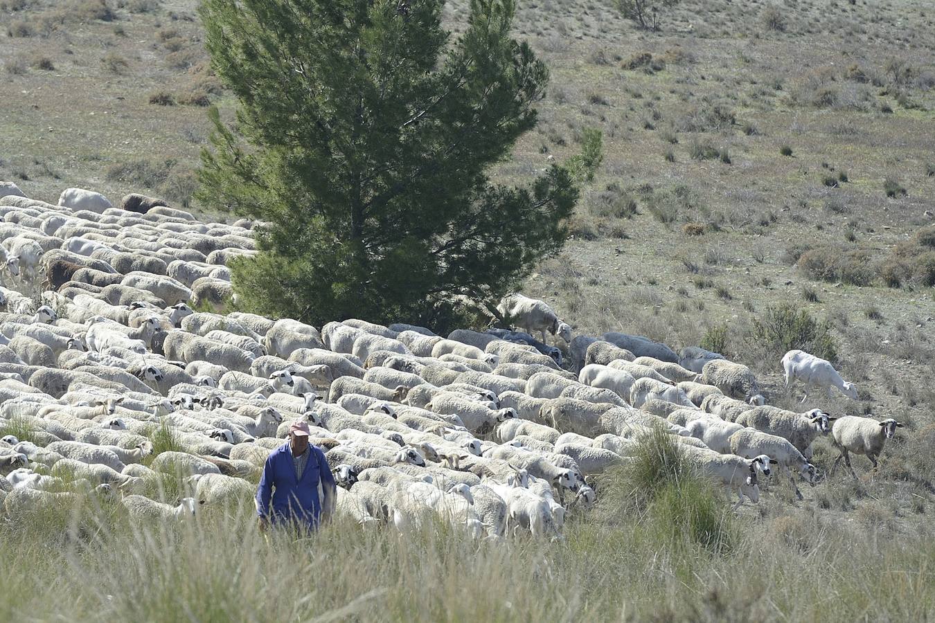 Más de 70 personas participaron el domingo en la VI Marcha Ganadera de Abarán, que discurrió por el Cordel de las Pocicas, en la Sierra de La Pila.