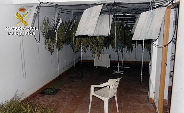 Invernadero clandestino de cultivo de marihuana desmantelado por la Benemérita.