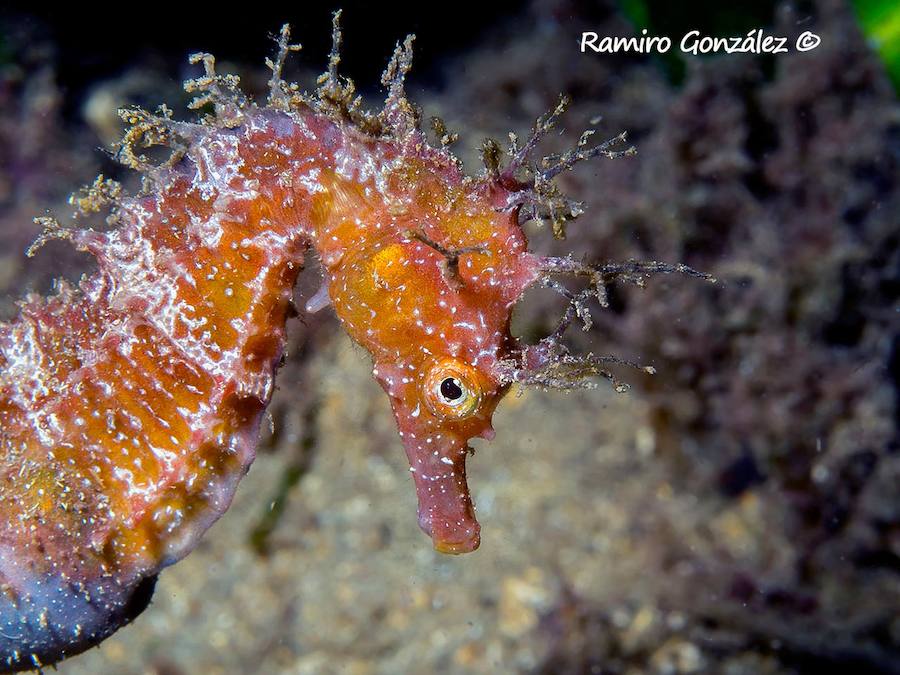 Un repaso a la fauna y la vegetación sumergida del espacio que se convertirá en tercera reserva marina de la Región de Murcia