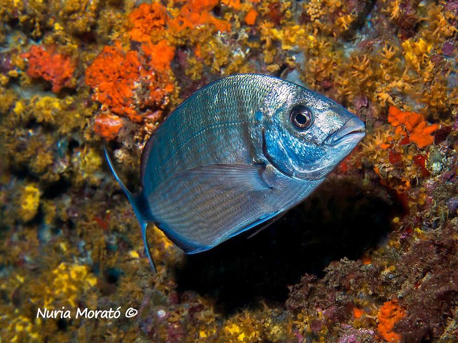 Un repaso a la fauna y la vegetación sumergida del espacio que se convertirá en tercera reserva marina de la Región de Murcia