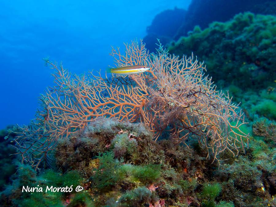 Un repaso a la fauna y la vegetación sumergida del espacio que se convertirá en tercera reserva marina de la Región de Murcia