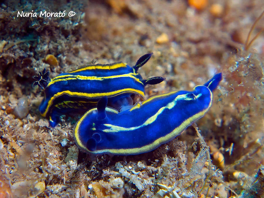 Un repaso a la fauna y la vegetación sumergida del espacio que se convertirá en tercera reserva marina de la Región de Murcia