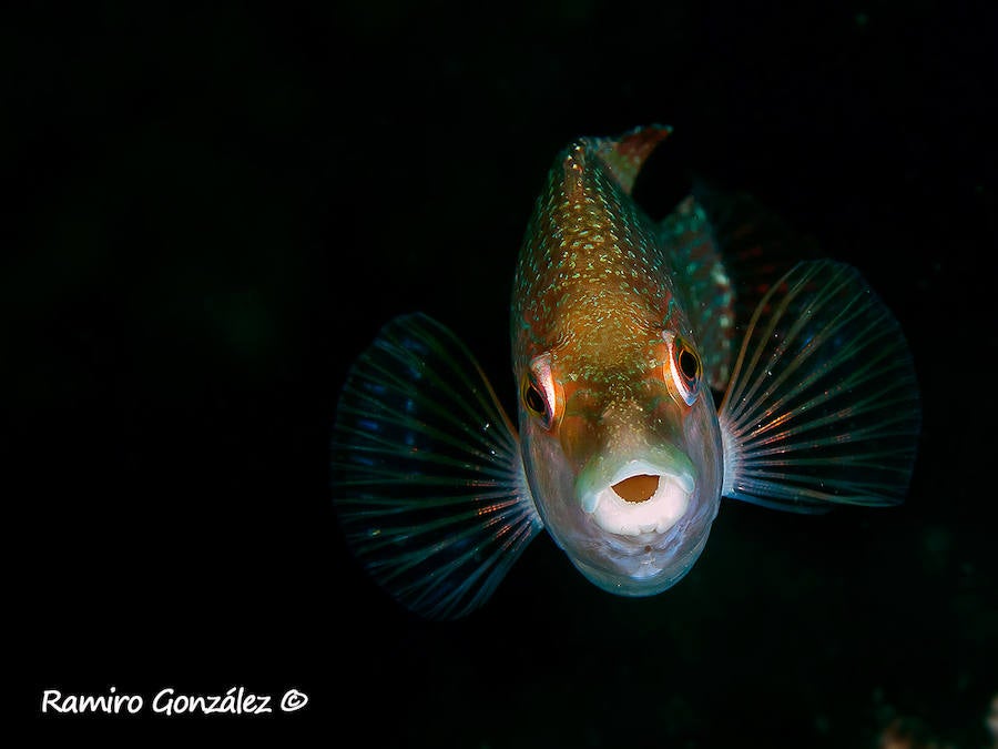 Un repaso a la fauna y la vegetación sumergida del espacio que se convertirá en tercera reserva marina de la Región de Murcia