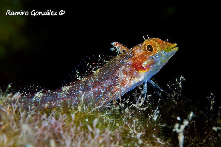 Un repaso a la fauna y la vegetación sumergida del espacio que se convertirá en tercera reserva marina de la Región de Murcia