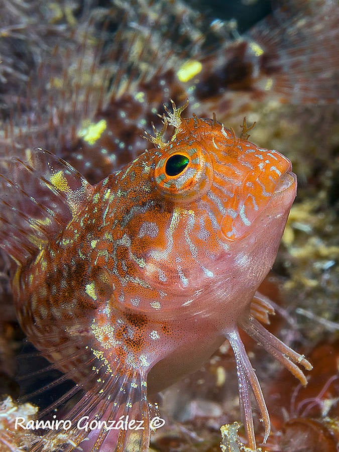 Un repaso a la fauna y la vegetación sumergida del espacio que se convertirá en tercera reserva marina de la Región de Murcia