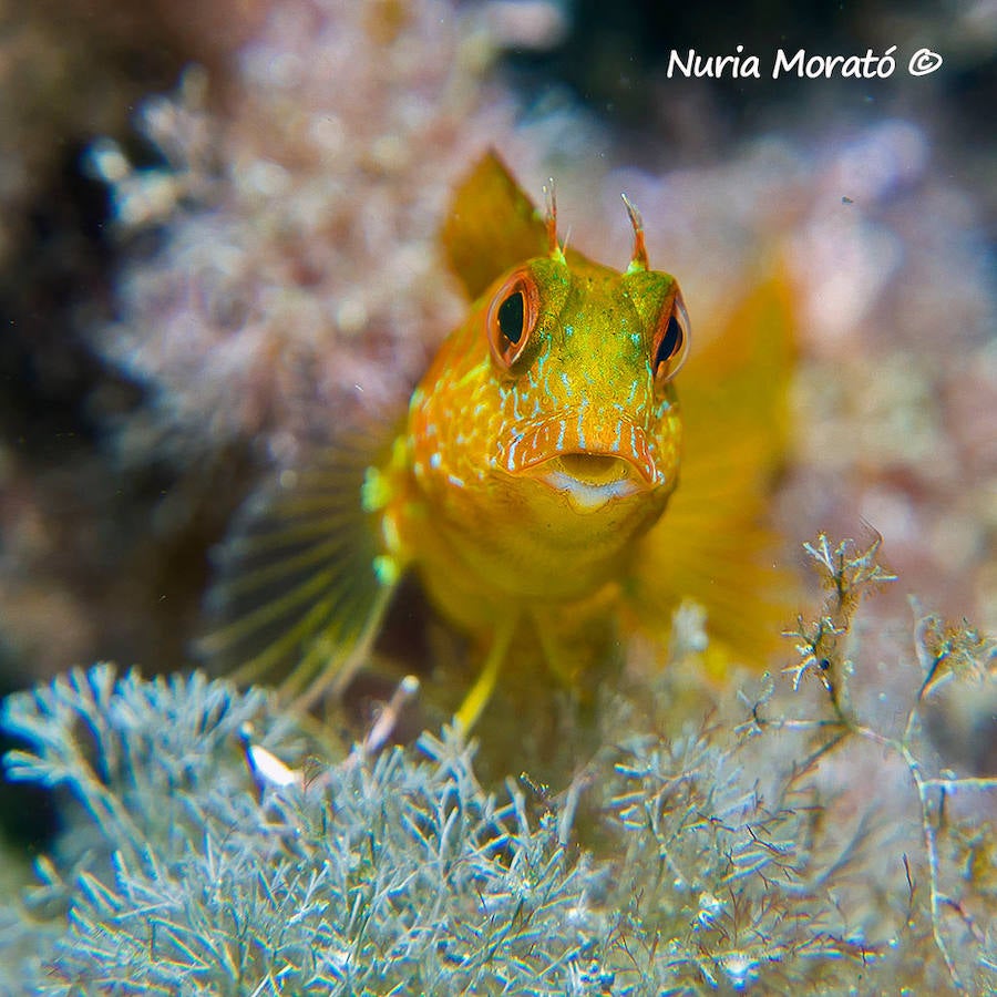 Un repaso a la fauna y la vegetación sumergida del espacio que se convertirá en tercera reserva marina de la Región de Murcia