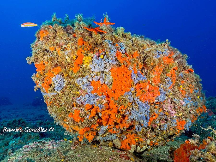 Un repaso a la fauna y la vegetación sumergida del espacio que se convertirá en tercera reserva marina de la Región de Murcia