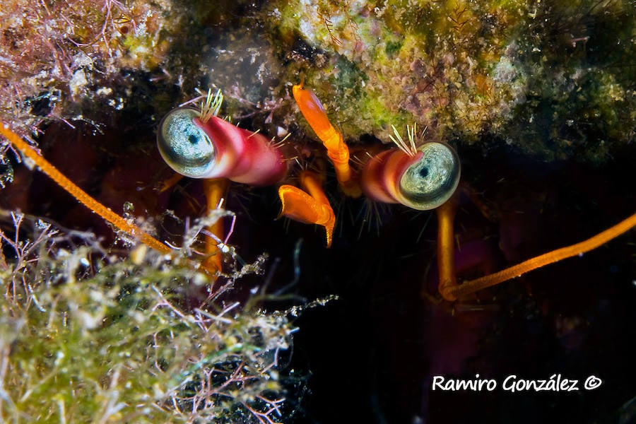 Un repaso a la fauna y la vegetación sumergida del espacio que se convertirá en tercera reserva marina de la Región de Murcia