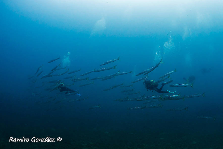 Un repaso a la fauna y la vegetación sumergida del espacio que se convertirá en tercera reserva marina de la Región de Murcia