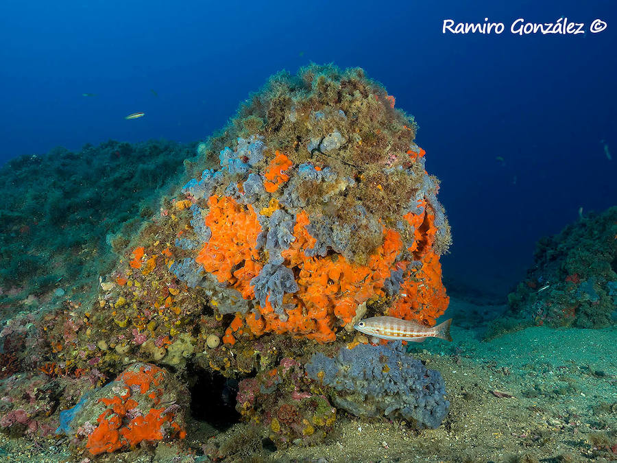 Un repaso a la fauna y la vegetación sumergida del espacio que se convertirá en tercera reserva marina de la Región de Murcia