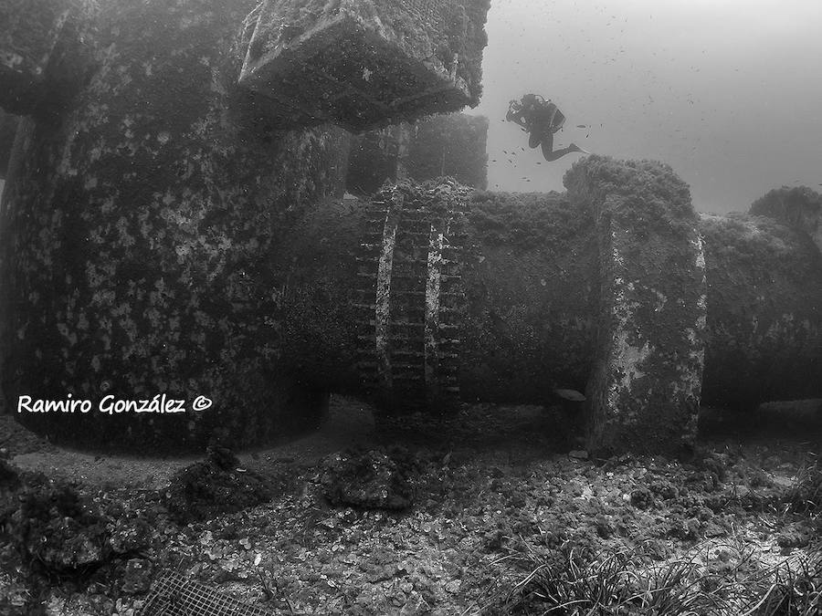 Un repaso a la fauna y la vegetación sumergida del espacio que se convertirá en tercera reserva marina de la Región de Murcia