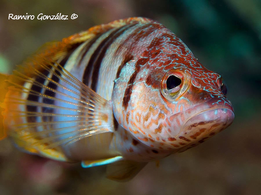 Un repaso a la fauna y la vegetación sumergida del espacio que se convertirá en tercera reserva marina de la Región de Murcia