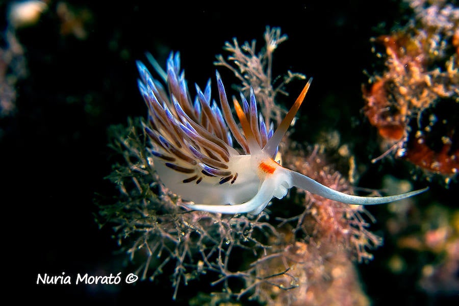 Un repaso a la fauna y la vegetación sumergida del espacio que se convertirá en tercera reserva marina de la Región de Murcia